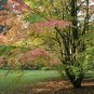 50 Seeds Japanese Katsura