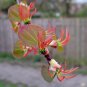 50 Seeds Japanese Katsura