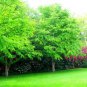 50 Seeds Japanese Katsura