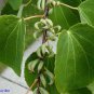 50 Seeds Japanese Katsura
