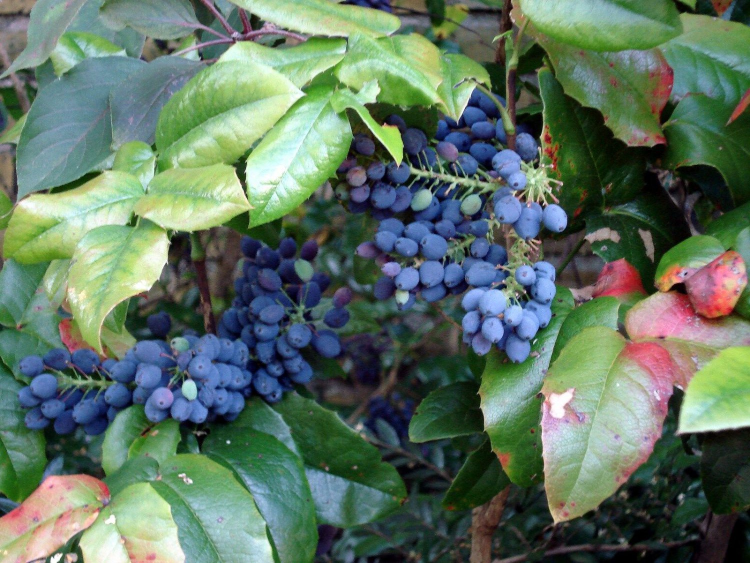 20 Seeds Oregon Holly Grape