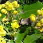 20 Seeds Oregon Holly Grape