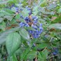 20 Seeds Oregon Holly Grape