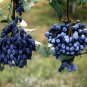 20 Seeds Oregon Holly Grape