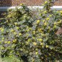 20 Seeds Oregon Holly Grape