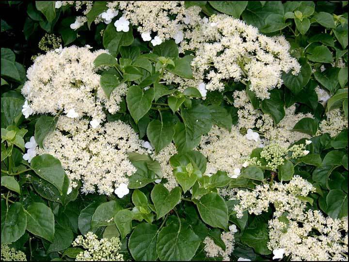 50 Seeds Climbing Hydrangea