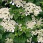 50 Seeds Climbing Hydrangea