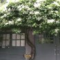 50 Seeds Climbing Hydrangea