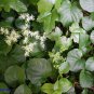 50 Seeds Climbing Hydrangea
