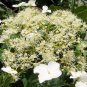 50 Seeds Climbing Hydrangea