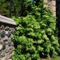 50 Seeds Climbing Hydrangea