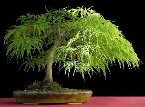 10 Seeds Lace Leaf Japanese Maple