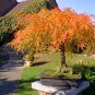 10 Seeds Lace Leaf Japanese Maple