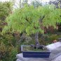 10 Seeds Lace Leaf Japanese Maple