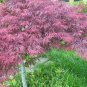 10 Seeds Lace Leaf Japanese Maple
