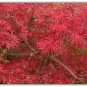 10 Seeds Lace Leaf Japanese Maple