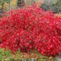 10 Seeds Lace Leaf Japanese Maple