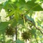 30 Seeds American Sweetgum