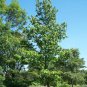 30 Seeds American Sweetgum