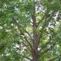 30 Seeds American Sweetgum