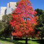 30 Seeds American Sweetgum