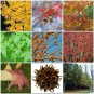 30 Seeds American Sweetgum