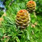 30 Seeds Japanese Larch, Larix leptolepis, (Larix kaempferi) Tree Seeds