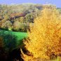 30 Seeds Japanese Larch, Larix leptolepis, (Larix kaempferi) Tree Seeds