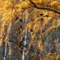 30 Seeds Japanese Larch, Larix leptolepis, (Larix kaempferi) Tree Seeds