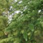 30 Seeds Japanese Larch, Larix leptolepis, (Larix kaempferi) Tree Seeds
