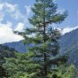 30 Seeds Japanese Larch, Larix leptolepis, (Larix kaempferi) Tree Seeds