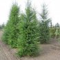 30 Seeds Japanese Larch, Larix leptolepis, (Larix kaempferi) Tree Seeds