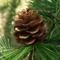 30 Seeds Japanese Larch, Larix leptolepis, (Larix kaempferi) Tree Seeds