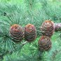30 Seeds Japanese Larch, Larix leptolepis, (Larix kaempferi) Tree Seeds