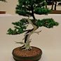 30 Seeds Japanese Larch, Larix leptolepis, (Larix kaempferi) Tree Seeds