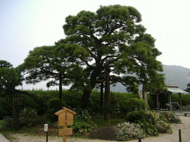 30 Seeds Japanese Black Pine