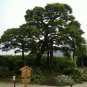 30 Seeds Japanese Black Pine