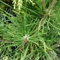 30 Seeds Japanese Black Pine