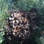 30 Seeds Japanese Black Pine