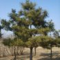 30 Seeds Japanese Black Pine