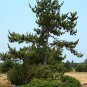 30 Seeds Japanese Black Pine