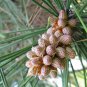 30 Seeds Japanese Black Pine