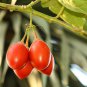10 Seeds Tamarillo, (Tree Tomato)