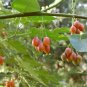 10 Seeds Tamarillo, (Tree Tomato)