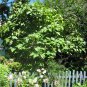 10 Seeds Tamarillo, (Tree Tomato)