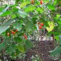 10 Seeds Tamarillo, (Tree Tomato)