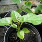 10 Seeds Tamarillo, (Tree Tomato)
