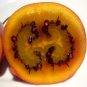 10 Seeds Tamarillo, (Tree Tomato)