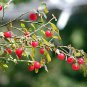 30 Seeds Red Huckleberry