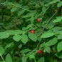 30 Seeds Red Huckleberry